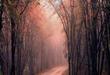 Indigo: The Data, The Dye, and The Discrepancies